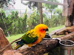 -西霞口神雕山野生动物世界