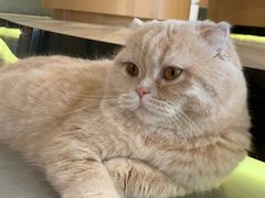 -CAT’S MEWSTAR CAFE·喵星球猫屋(晴湾咖啡店)