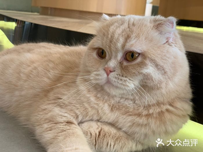 CAT’S MEWSTAR CAFE·喵星球猫屋(晴湾咖啡店)图片