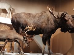 -陕西自然博物馆