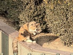 -半天妖烤鱼(芝罘万达店)