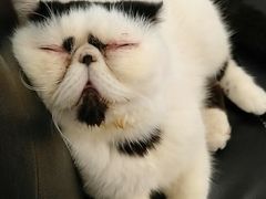 -豆老板的猫咖啡(碑林博物馆店)