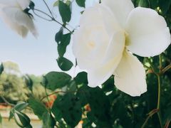 -上海鲜花港