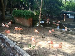 -清迈夜间动物园