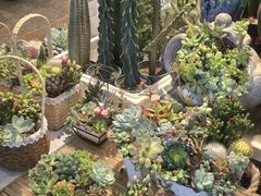 -双季花艺园艺市场(浦东店)