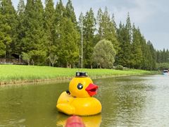 -黄海国家森林公园