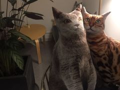 -豆老板的猫咖啡(碑林博物馆店)