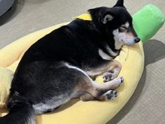 -逗柴咖啡屋·狗咖猫咖宠物桌游