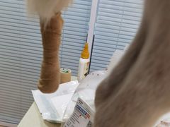 -瑞派·关忠动物医院(国瑞店)