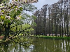 -上海共青森林公园