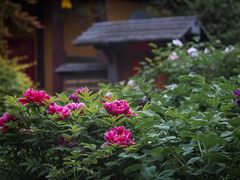 -龙华寺