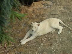 -泉州海丝野生动物世界
