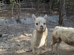 -清迈夜间动物园