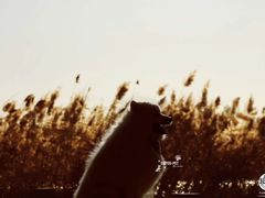 -超宠爱宠物摄影-Super pet