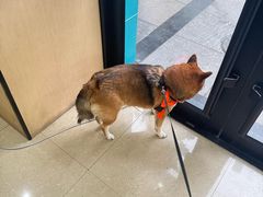 -瑞派天使宠物医院·神经外科·骨科·核磁(洛川中路店)