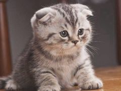 -Together·泰式按摩精油SPA(天山店)