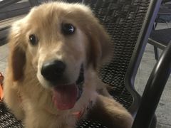 -翊宠yipet猫狗购宠庄园犬舍•猫舍