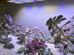 -街角等你.大连海鲜烧烤.经典铁板海鲜串(西安路店)