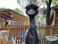 -鹅湖玫瑰文化园