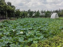 -歌斐颂巧克力小镇