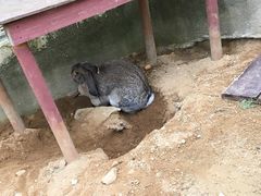 -神户市立六甲山牧场