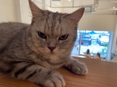 -猫友咖啡店(玉林西路店)