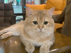 -猫咪咖啡·猫咖(万达广场店)