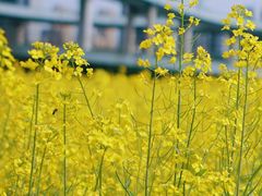 -桑洲油菜花景区