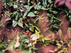 -合肥滨湖国家森林公园