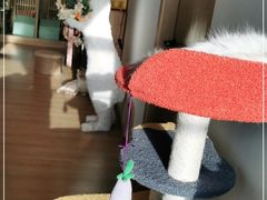 -猫腻·猫咖·撸猫馆(星光大道店)