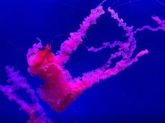-西安曲江海洋极地公园