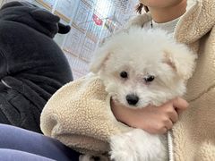 -翊宠yipet猫狗购宠庄园犬舍•猫舍