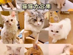 -猫腻·猫咖·撸猫馆(星光大道店)