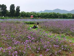 -北京东方普罗旺斯薰衣草庄园