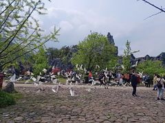 -千岛湖石林