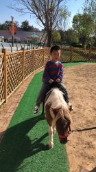 -萌宠亲子动物乐园(槐房万达店)