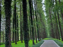 -黄海国家森林公园