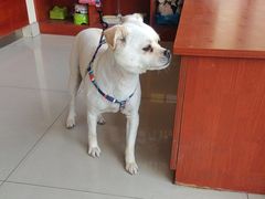 -艾贝尔宠物医院 ·内科全科(梁溪路店)