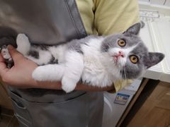 -猫大福·Fortune Cat猫舍(百子湾店)