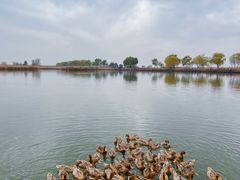 -野鸭湖国家湿地公园