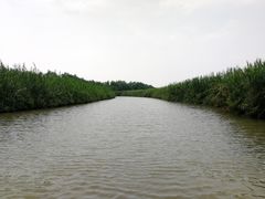 -大湾区中央湿地公园