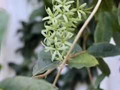 -自由生长植物工作室(深港花卉中心店)