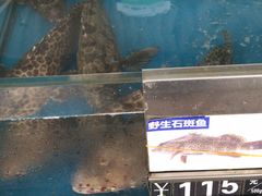 野生石斑鱼-清水湾3号(东方小周海鲜店)