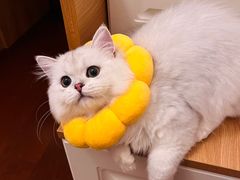 -柚子猫舍·精品猫舍购猫·猫咪认养·购宠·宠物店