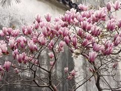 -耦园