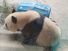 -辛玛王国游乐园