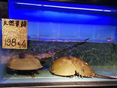-渔傅·蓝海岸霞浦海鲜(正祥店)