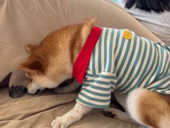 -怪兽屋·羊驼·猫咖·狗咖(俊华广场店)