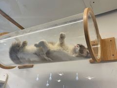 -喵喵咪呀布偶猫咖(春熙路店)