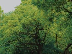 -上海共青森林公园